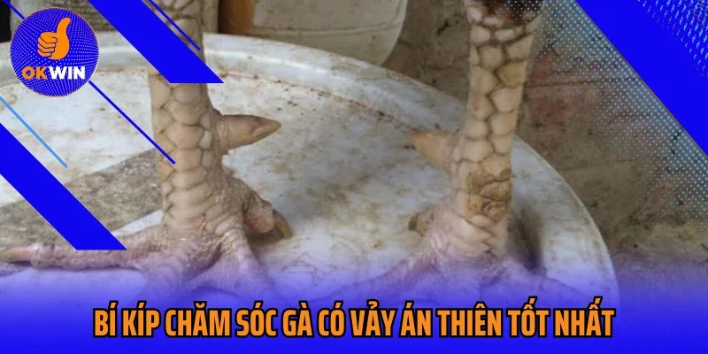 Bí kíp chăm sóc gà có vảy án thiên tốt nhất