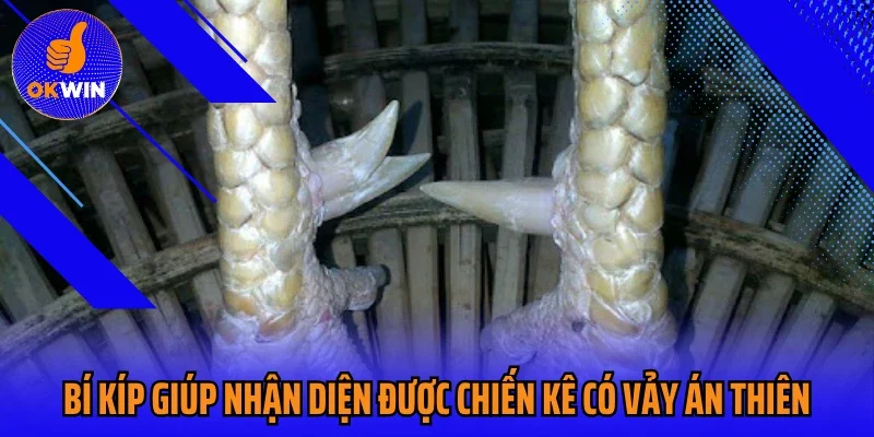 Bí kíp giúp nhận diện được chiến kê có vảy án thiên