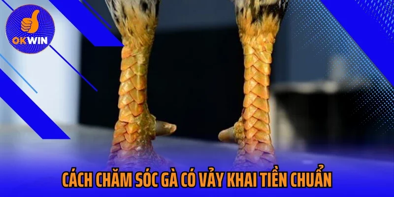 Cách chăm sóc gà có vảy khai tiền chuẩn