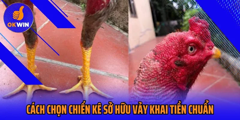 Cách chọn chiến kê sở hữu vảy khai tiền chuẩn