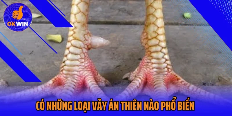 Có những loại vảy án thiên nào phổ biến