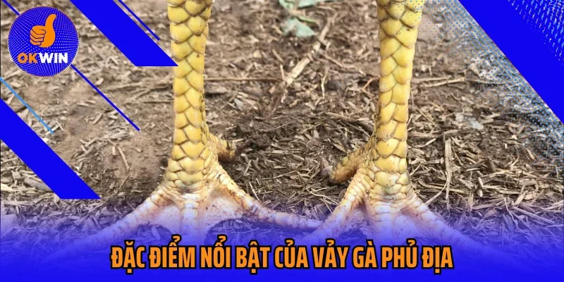 Đặc điểm nổi bật của vảy gà phủ địa