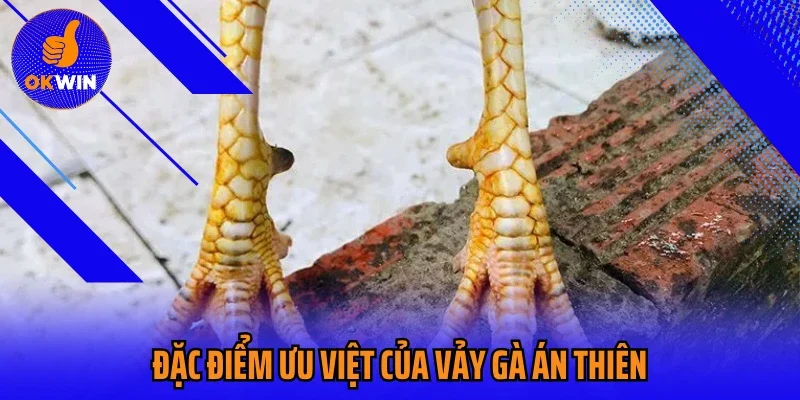 Đặc điểm ưu việt của vảy gà án thiên
