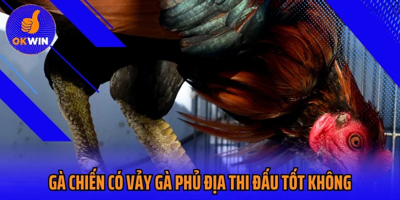 Gà chiến có vảy gà phủ địa thi đấu tốt không?