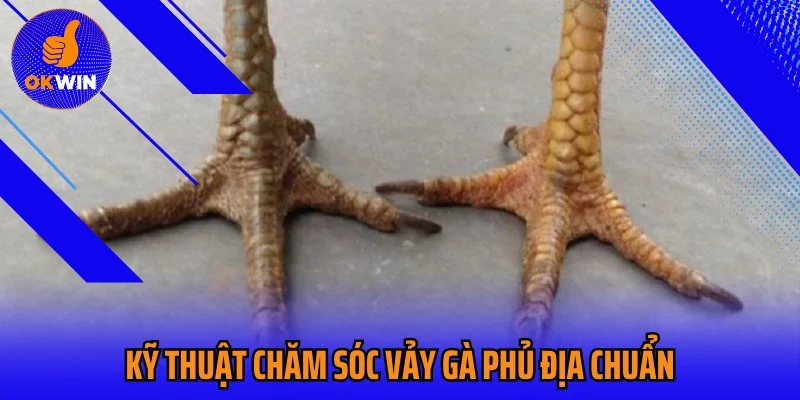 Kỹ thuật chăm sóc vảy gà phủ địa chuẩn