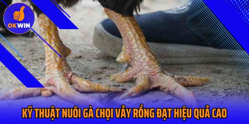 Kỹ thuật nuôi gà chọi vảy rồng đạt hiệu quả cao