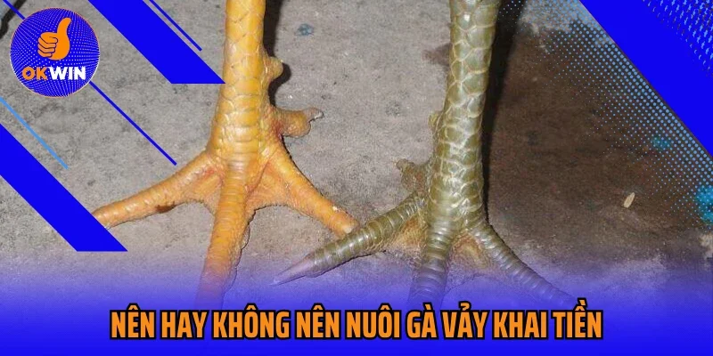 Nên hay không nên nuôi gà vảy khai tiền