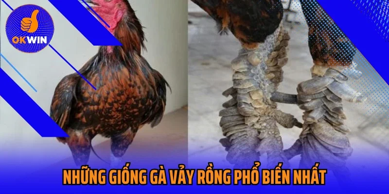Những giống gà vảy rồng phổ biến nhất