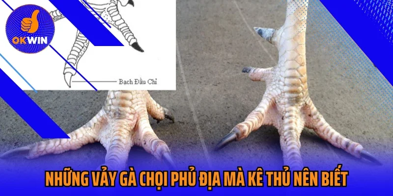 Những vảy gà chọi phủ địa mà kê thủ nên biết
