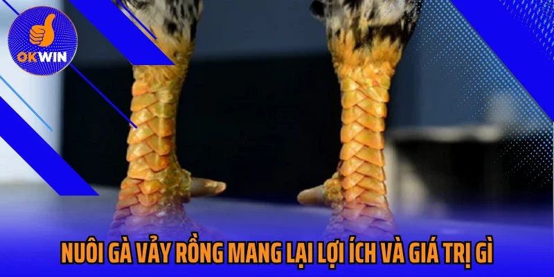Nuôi gà vảy rồng mang lại lợi ích và giá trị gì