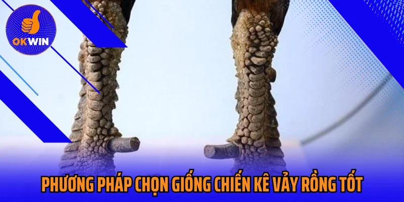 Phương pháp chọn giống chiến kê vảy rồng tốt