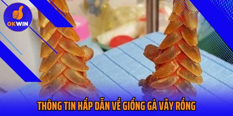 Thông tin hấp dẫn về giống gà vảy rồng