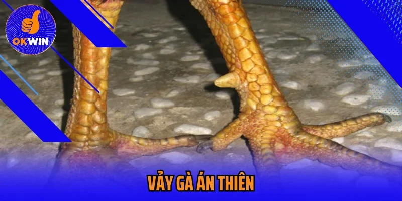Vảy Gà Án Thiên Okwin Bí Kíp Chọn Gà Chiến Hiệu Quả 