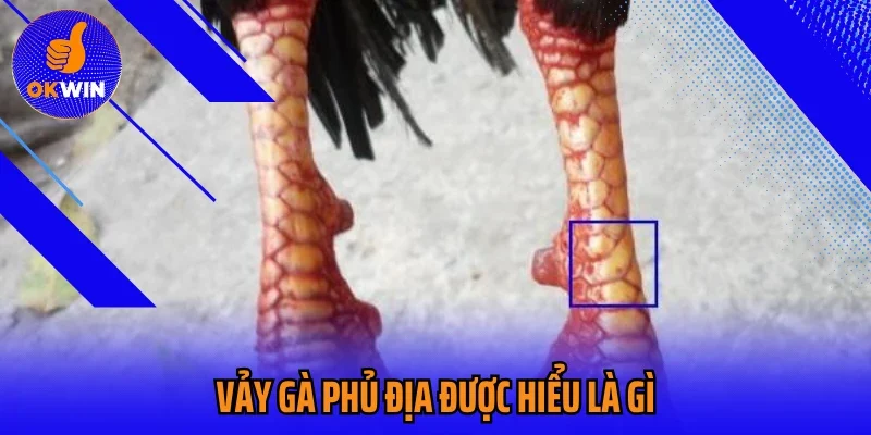 Vảy gà phủ địa được hiểu là gì?