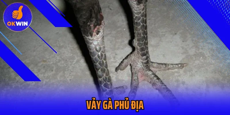Vảy Gà Phủ Địa Okwin Cách Nhận Biết Chiến Kê Chất Lượng