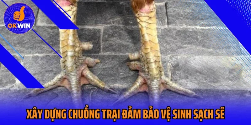 Xây dựng chuồng trại đảm bảo vệ sinh sạch sẽ